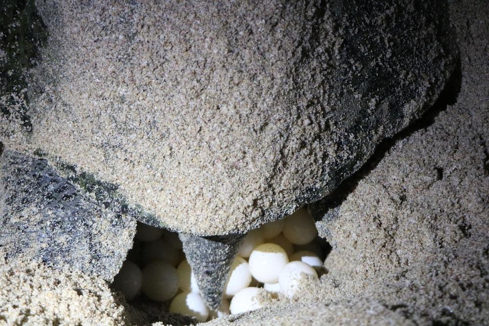 Al Hadd Ras Al Jinz Turtle Reserve מראה חיצוני תמונה