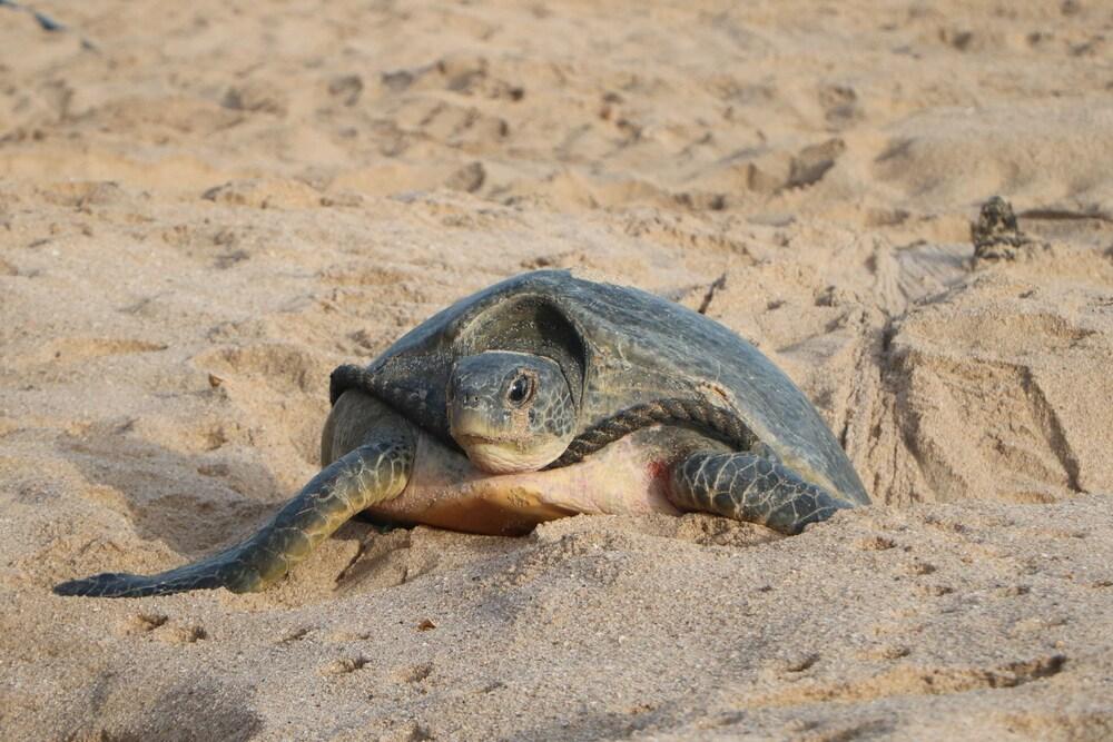 Al Hadd Ras Al Jinz Turtle Reserve מראה חיצוני תמונה