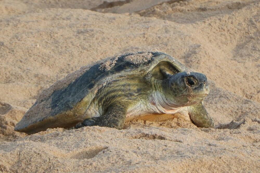 Al Hadd Ras Al Jinz Turtle Reserve מראה חיצוני תמונה