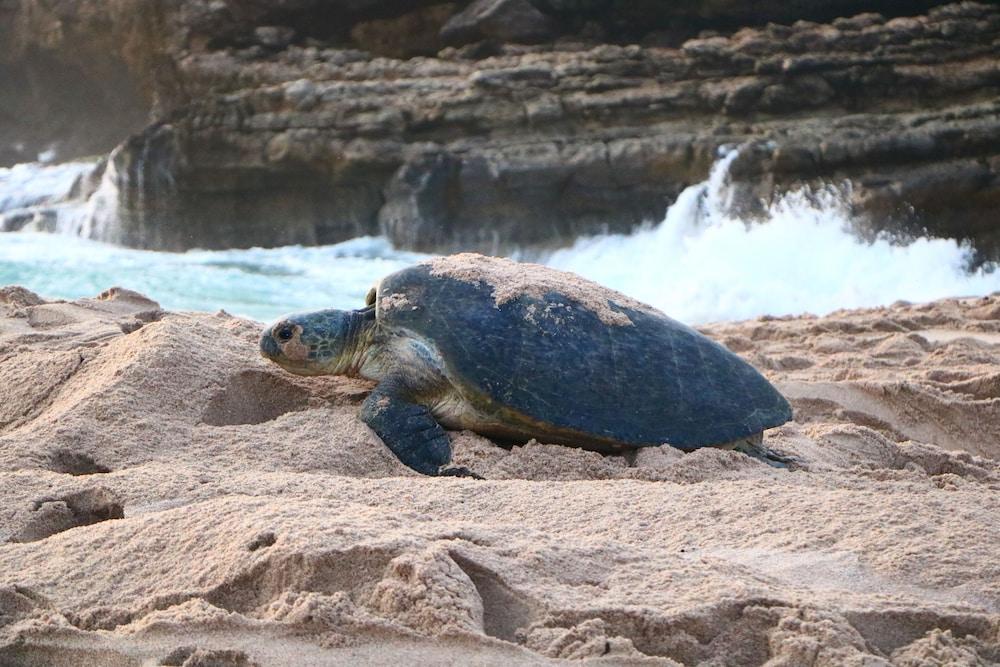 Al Hadd Ras Al Jinz Turtle Reserve מראה חיצוני תמונה