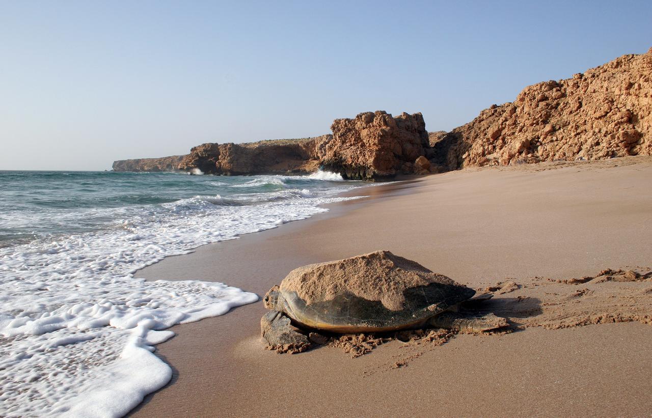 Al Hadd Ras Al Jinz Turtle Reserve מראה חיצוני תמונה